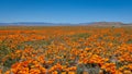 Field of Golden poppy flowers in Antelope Valley, California Royalty Free Stock Photo