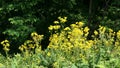 A field of golden ragwort