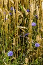 A field of golden ripened rye in the village Royalty Free Stock Photo