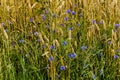 A field of golden ripe barley with flowers of cornflowers among the ears Royalty Free Stock Photo
