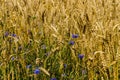 A field of golden ripened rye in the village Royalty Free Stock Photo