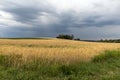 A field with golden ripe cereals and a green hill with a tree Royalty Free Stock Photo