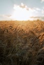 field of golden ripe ears of wheat Royalty Free Stock Photo