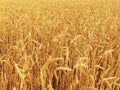 Field of Golden ripe ears of wheat. A rich harvest of cereals Royalty Free Stock Photo