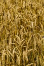 A field of golden ripened rye in the village Royalty Free Stock Photo