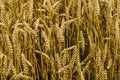 A field of golden ripened rye in the village Royalty Free Stock Photo