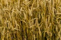 A field of golden ripened barley in the village Royalty Free Stock Photo