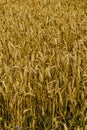 A field of golden ripened barley in the village Royalty Free Stock Photo