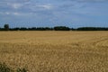 A field of golden ripened barley in the village Royalty Free Stock Photo