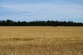 A field of golden ripened barley in the village Royalty Free Stock Photo