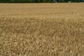 A field of golden ripened barley in the village Royalty Free Stock Photo