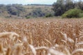 Field of golden ripened wheat ready for harvesting at summer.