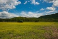 Field of golden selenia blooming at Kituwah an ancient Native American settlement near the upper Tuckasegee River