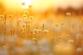 Field of Golden Serenity: Abstract Sunset Landscape. Generative By Ai Royalty Free Stock Photo