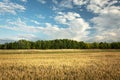 Field of golden triticale, forest and white clouds on a sky Royalty Free Stock Photo