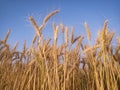 Field of golden wheat against the blue sky Royalty Free Stock Photo