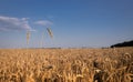 field of golden wheat against blue sky on sunny day