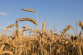 field of golden wheat against a cloudless blue sky. Selective focus on some ears of corn Royalty Free Stock Photo