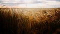 Field of golden wheat and blue cloudy sky. Video. Agricultural beautiful field under the sun rays on a summer sunny day. Royalty Free Stock Photo