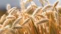 Field of golden wheat, with grain standing tall and waving in wind. There are several large stalks of wheat visible Royalty Free Stock Photo