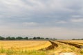 Field of Golden wheat and lavender under the cloudy blue sky, rural countryside Royalty Free Stock Photo