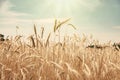 Field with golden wheat ready for harvest Royalty Free Stock Photo