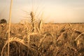 Field of golden wheat spica on a background of sunset Royalty Free Stock Photo