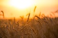 Field of Golden wheat is sprouting in the rays of sunset, and Cirrus clouds are floating in the sky Royalty Free Stock Photo