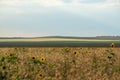 Field of Golden wheat is sprouting in the rays of sunset, and Cirrus clouds are floating in the sky Royalty Free Stock Photo