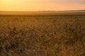 Field of Golden wheat is sprouting in the rays of sunset, and Cirrus clouds are floating in the sky Royalty Free Stock Photo