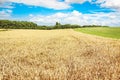 Field of Golden wheat under the blue sky Royalty Free Stock Photo