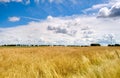 Field of Golden wheat under blue sky and clouds