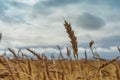 Field of Golden wheat under the blue sky and clouds Royalty Free Stock Photo