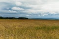 Field of Golden wheat under the blue sky and clouds Royalty Free Stock Photo