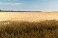 Field of Golden wheat under the blue sky and clouds. Background ripening ears of yellow wheat field against the blue sky. Copy spa Royalty Free Stock Photo