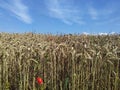 Field of Golden wheat under the blue sky and clouds Royalty Free Stock Photo