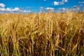 A field of golden wheat under a blue sky with scattered clouds, showcasing the ripe grains ready for harvest Royalty Free Stock Photo