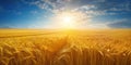 Field of golden wheat under a blue sky with the sun rising on the horizon. Generative AI realistic illustration Royalty Free Stock Photo