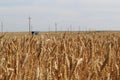 Field of Golden wheat under the cloudy sky and barely visible in the distance track with cars Royalty Free Stock Photo