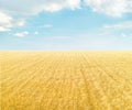 Field of golden wheat under light blue sky with clouds. Minimalistic background Royalty Free Stock Photo
