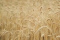 Field of golden yellow ripe wheat close up, background texture Royalty Free Stock Photo