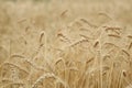 Field of golden yellow ripe wheat close up, background texture Royalty Free Stock Photo