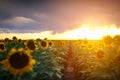 Field of Golden Yellow Sunflowers