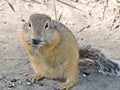 Field gopher Spermophilus close-up gnaws sunflower seeds.