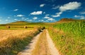 Field of grain