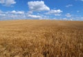 Field of grain