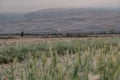 Field of grain in autumn at dawn. Dawn in autumn field. Hills in morning haze. Grass covered with autumn hoarfrost. Nature Royalty Free Stock Photo