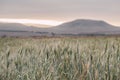 Field of grain in autumn at dawn. Dawn in autumn field. Hills in morning haze. Grass covered with autumn hoarfrost. Nature Royalty Free Stock Photo