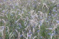 A field of grain and Blue flowers