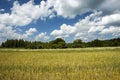 Field with grain, green forest and white clouds on the sky Royalty Free Stock Photo